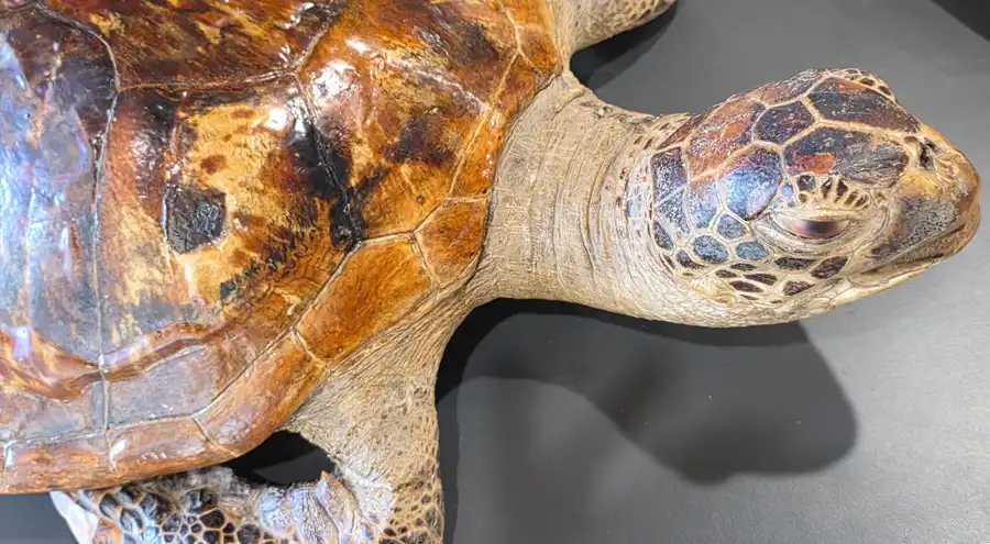 a sea turtle exhibit at anne kolb nature center